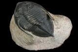 Zlichovaspis Trilobite - Atchana, Morocco #138064-1